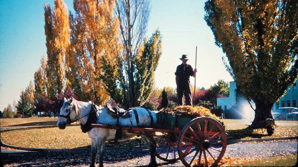 Tom Maloney collected leaves around Canberra with his horse and cart right up into the early 1970s, including outside of CSIRO's Black Mountain HQ. Picture by Garton and Joy Wearne