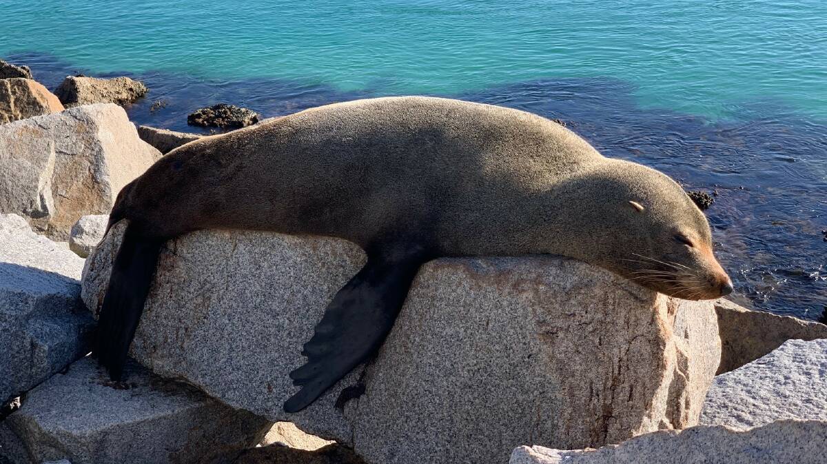 A sunbaking seal at Narooma. Picture: NPWS