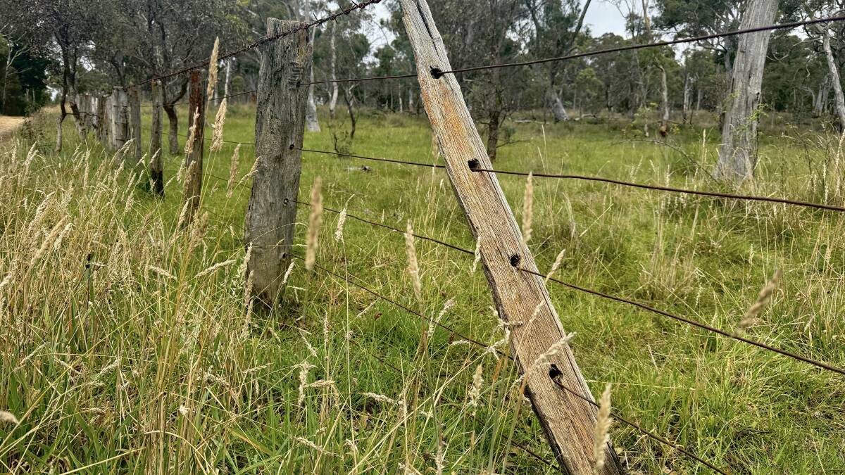 Some of the split post fences erected by Ted Cummins at Millpost over 70 years ago are still standing. Picture by Tim the Yowie Man