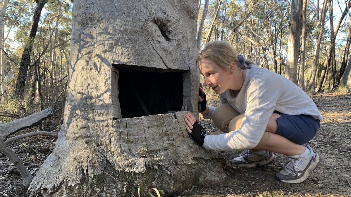 Tim's daughter Sarah inspects Bruce Ridge's "Ned Kelly Tree". Picture: Tim the Yowie Man