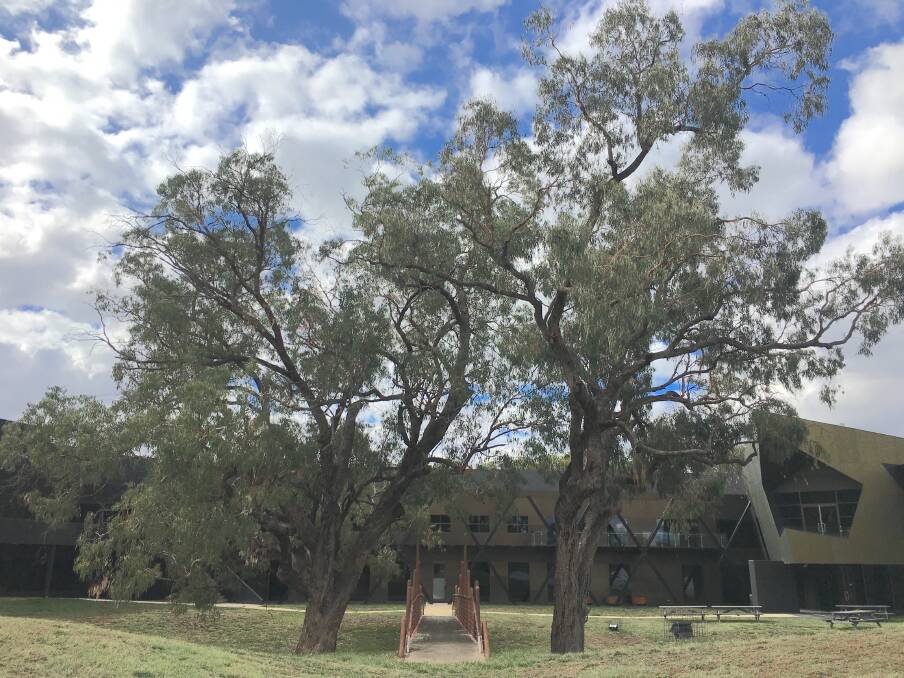 The trees on Acton Peninsula that resulted in the AIATSIS building being reorientated from its initial design. Picture: Tim the Yowie Man