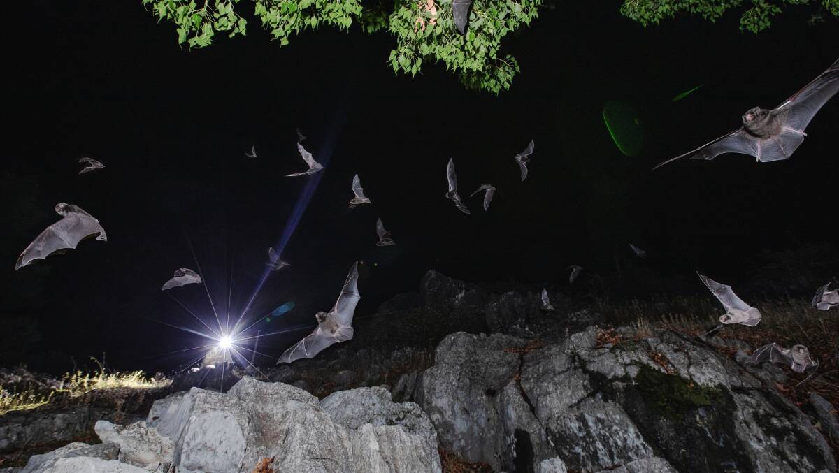At their peak around 600 bats a minute fly out of the secret cave. Picture Department of Planning and Environment / NPWS