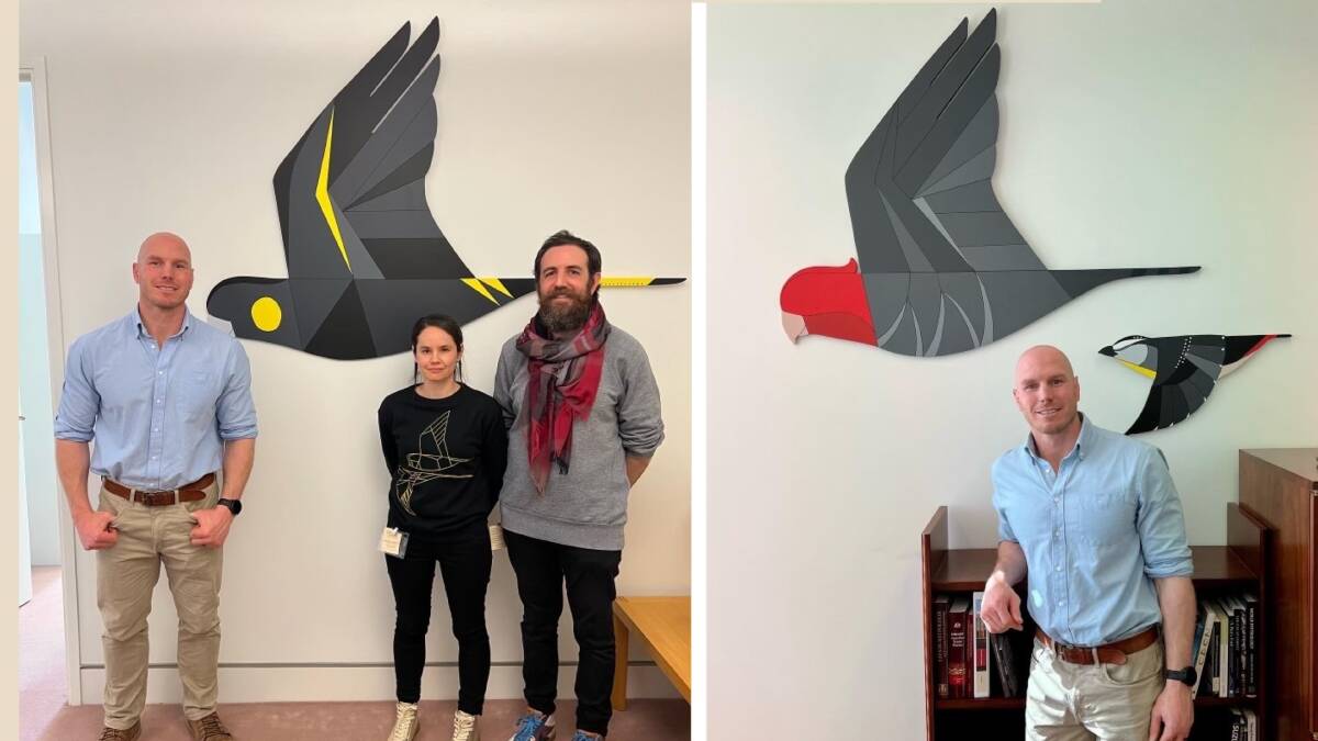 Senator David Pocock with Eggpicnic artwork of a yellow-tailed black cockatoo, left, in his office with the designers Camila De Gregorio and Christopher Macaluso and with their Gang-Gang Cockatoo and Spotted Pardalote. Pictures: Supplied