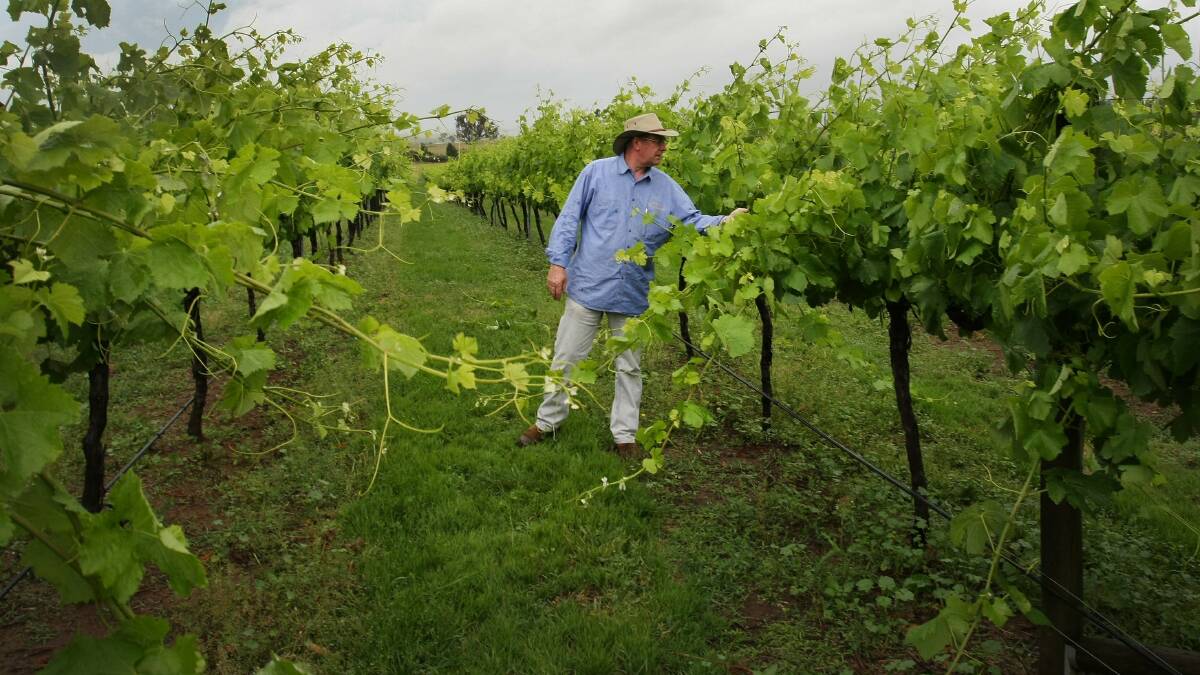 Graeme Shaw in the vineyards at Murrumbateman in 2011. Picture by Andrew Sheargold