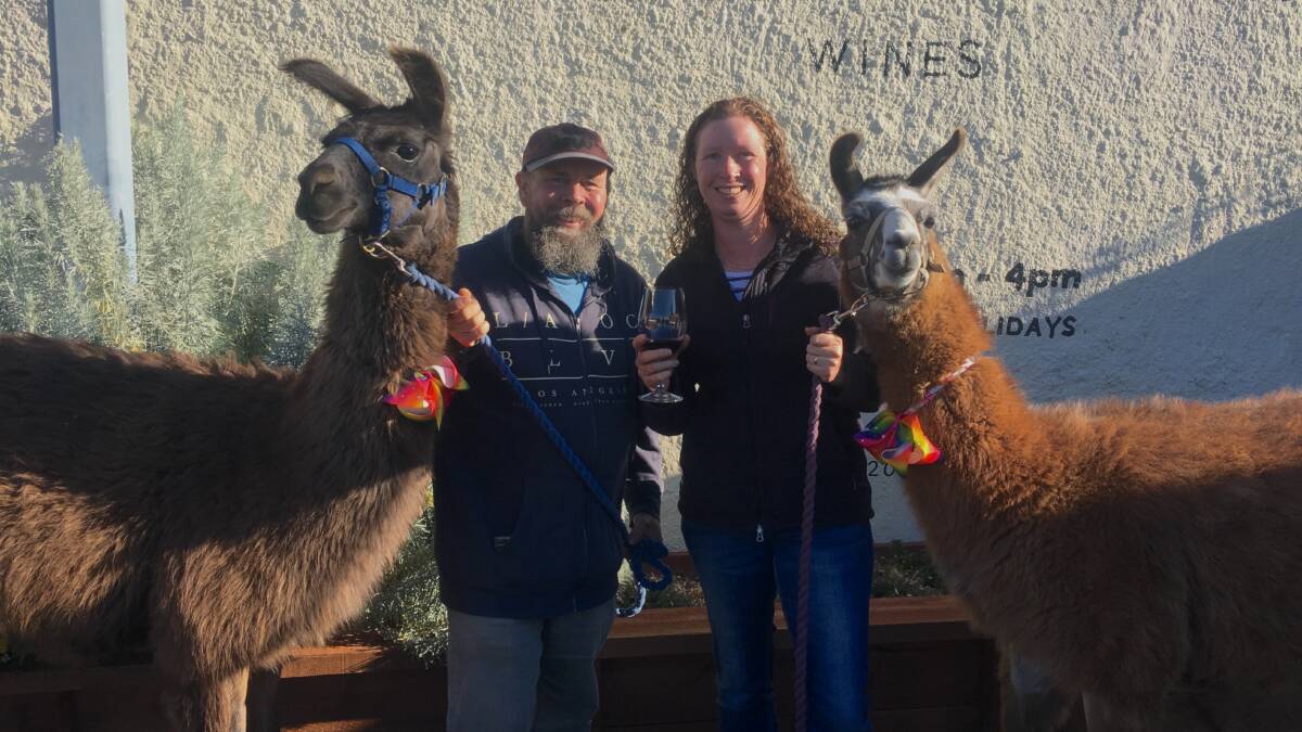 Brett and Tracy Byron enjoy a glass of wine with their pet llamas at Collector Wines. Picture: Tim the Yowie Man
