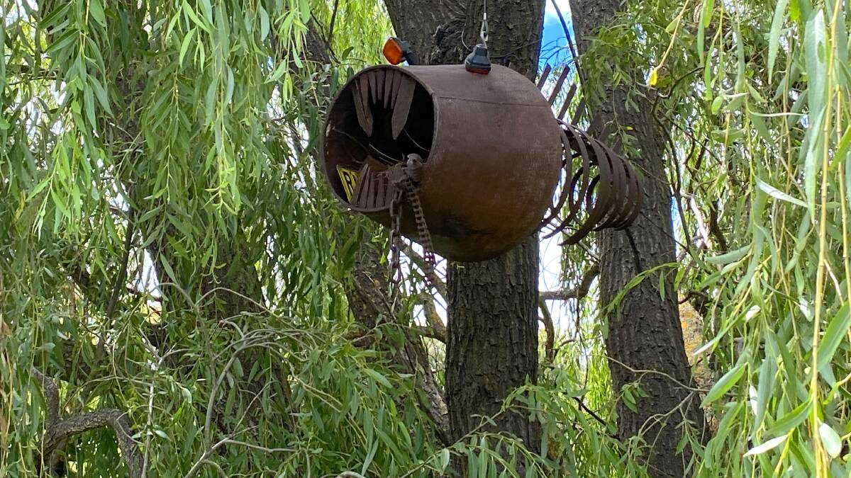 Fred McGrath Weber's "Anglerfish" lurks in the willow tree beside the busy Majura Parkway. Picture by Tim the Yowie Man