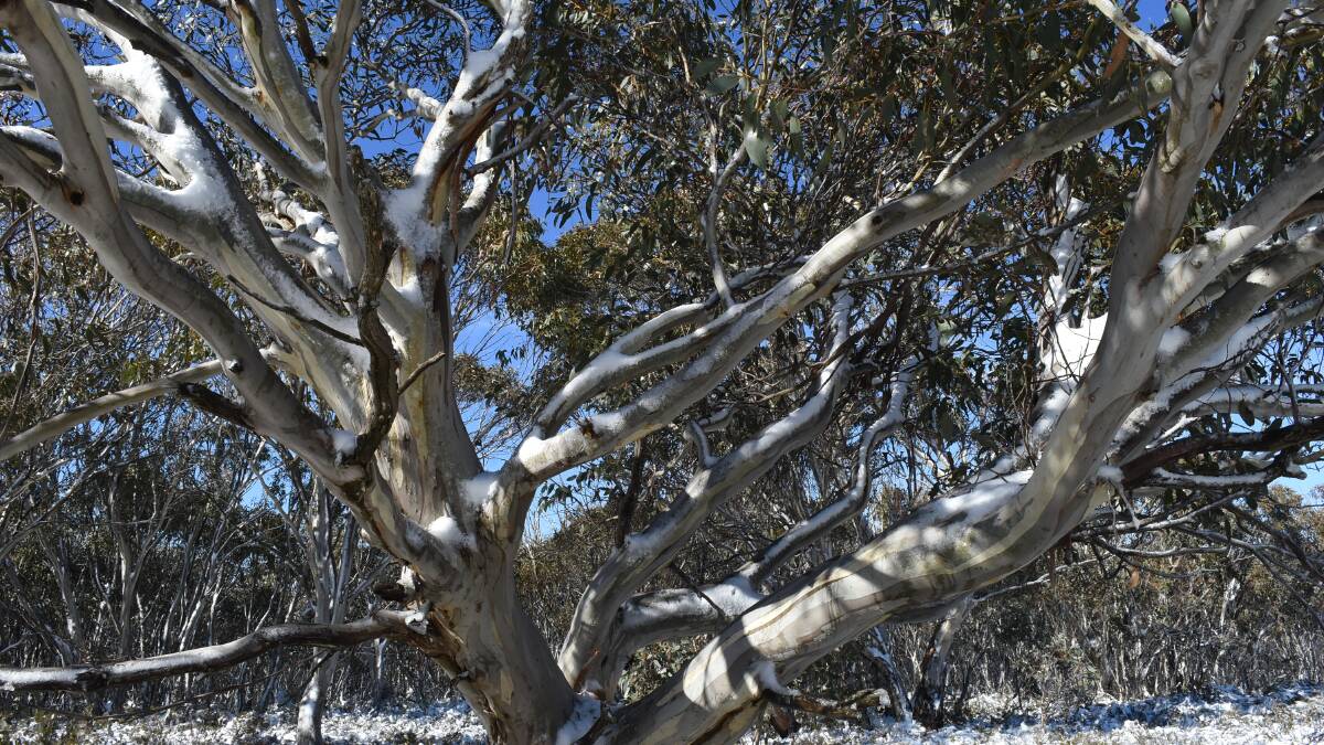 Snow gums around Kiandra after a snowfall earlier this week. Picture: Peter Meusburger