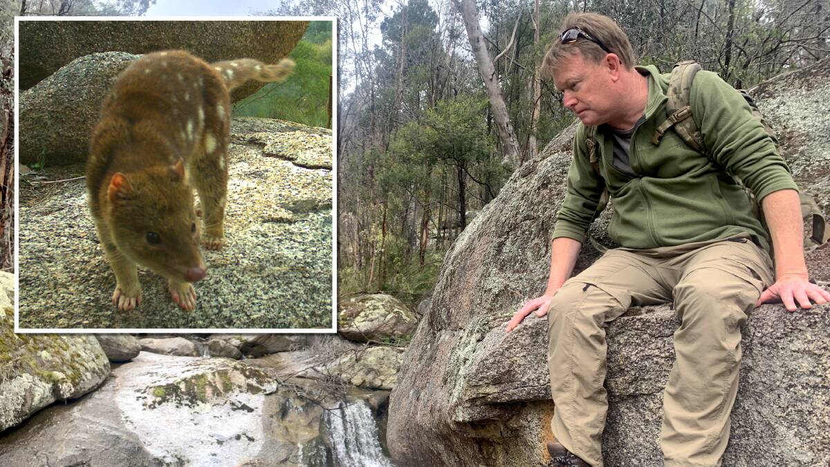 Dr Andrew Claridge checks-out a creek in the Byadbo Wilderness for any sign of spotted-tailed quolls, and, inset, one of the animals captured by remote camera. Pictures by Tim the Yowie Man and Dr Claridge