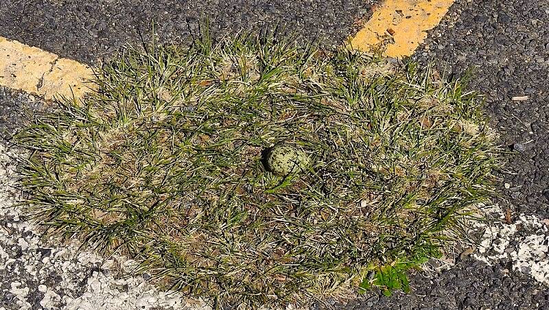 A 'nest' in the Tidbinbilla Nature Reserve car park. Picture: John Bundock