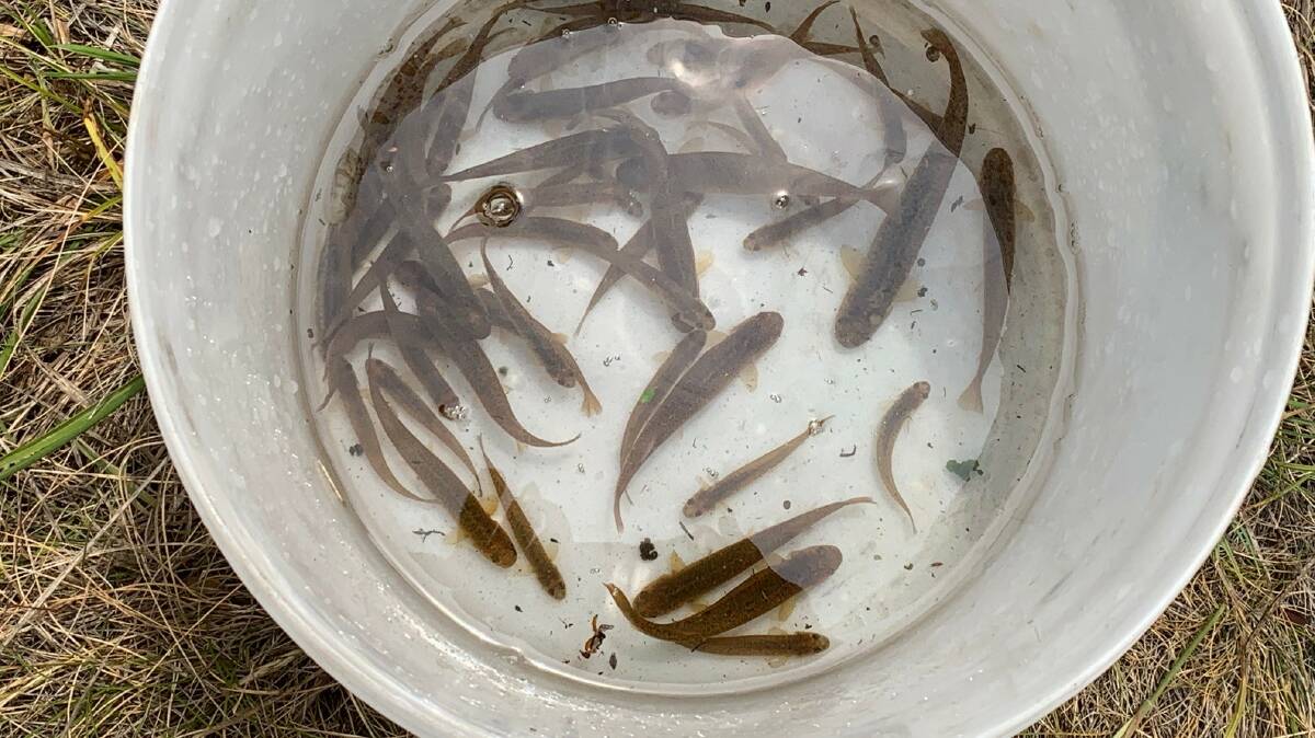 A bucket of rare Stocky Galaxias rescued from upper Tantangara Creek late last week. Picture: Chris Walsh