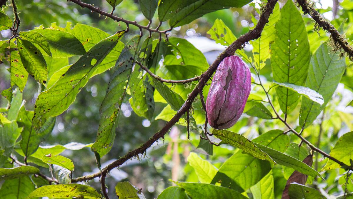 A cacao pod holds between 30 to 50 cacao beans. Picture by Michael Turtle