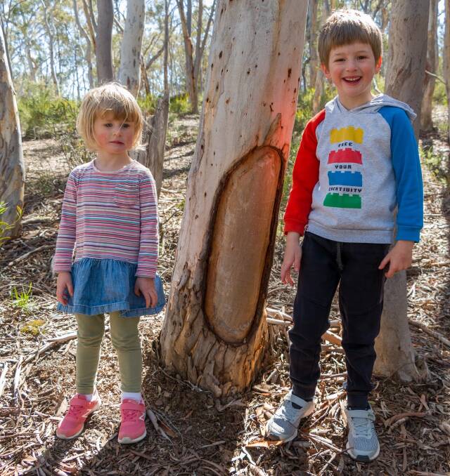Intrigued, Edward and Zoe Hogan at the shield-shaped fresh scar in a tree at the Gungaderra Grasslands Nature Reserve. Picture: Ben Hogan