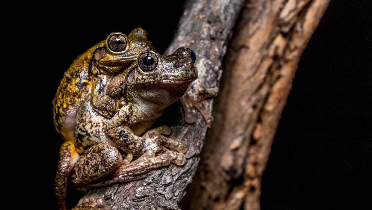 Peron's tree frogs at Justice Robert Hope Park, Watson. Picture: Lora Starrs