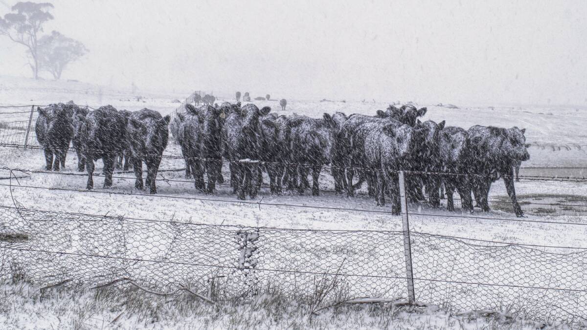 Cows brave a recent snowfall near Adaminaby, thankfully not as heavy as blizzards in 1834 which left cattle near Kiandra stranded and starving, their bones found many years later in the tops of snowgums. Picture: Mark Thomas, www.snowy-monaro-photography.com