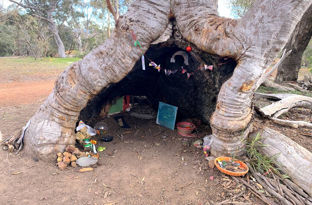 Two of Mt Ainslie's not so secret fairy trees. Picture: Tim the Yowie Man