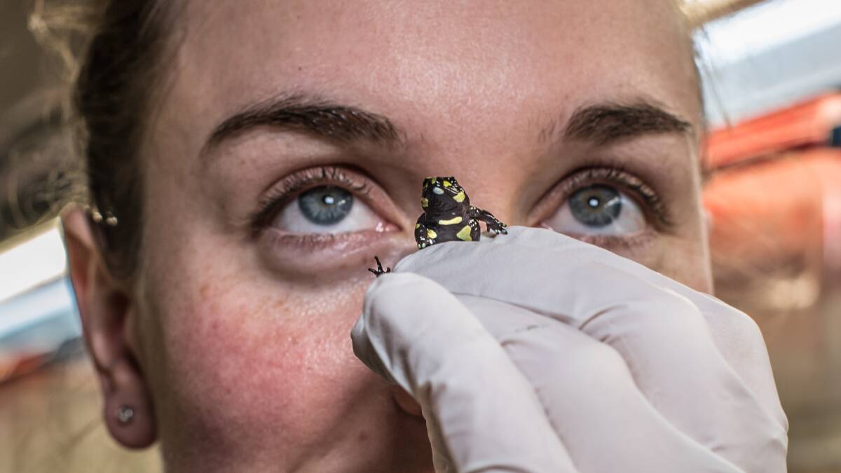 Conservation wildlife officer Rachael Loneragan working on a breeding program for the endangered northern corroboree frog. Picture: Karleen Minney