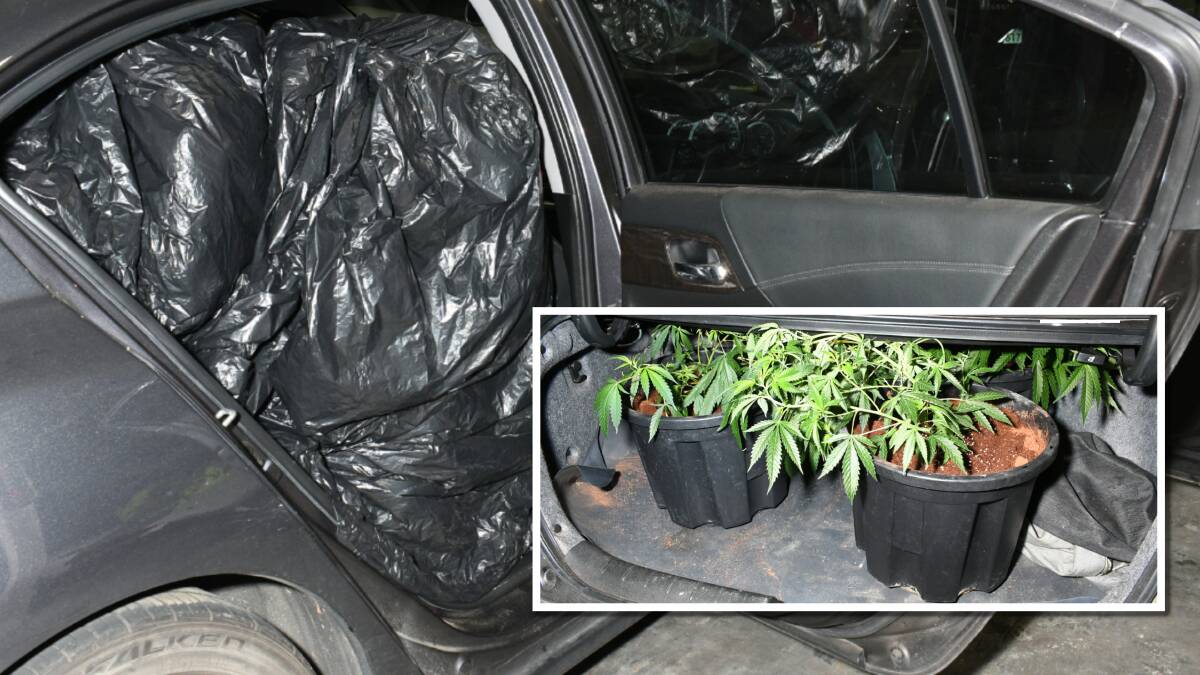The car had a substantial amount of black plastic in it, and about 10 cannabis plants. Pictures: ACT Policing