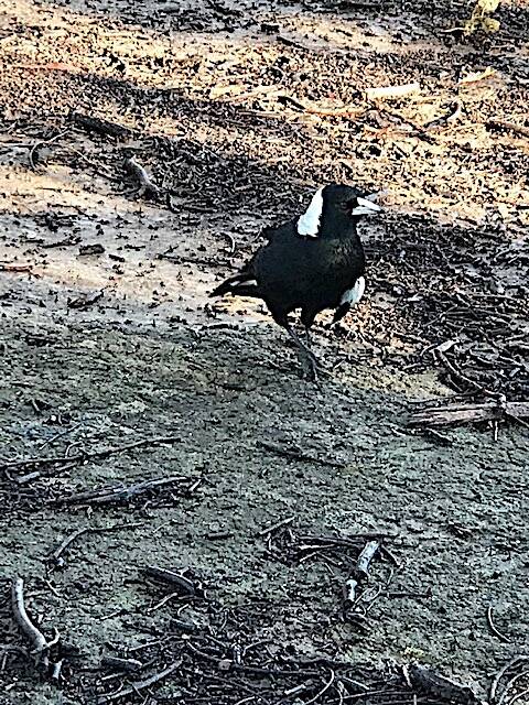 Gammy, the flight-challenged magpie of Torrens. Picture: Peter Keast