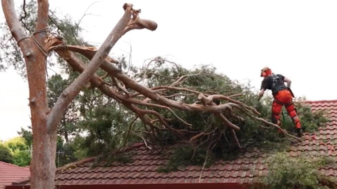 Trees are more likely to be damaged given recent rain. Picture supplied
