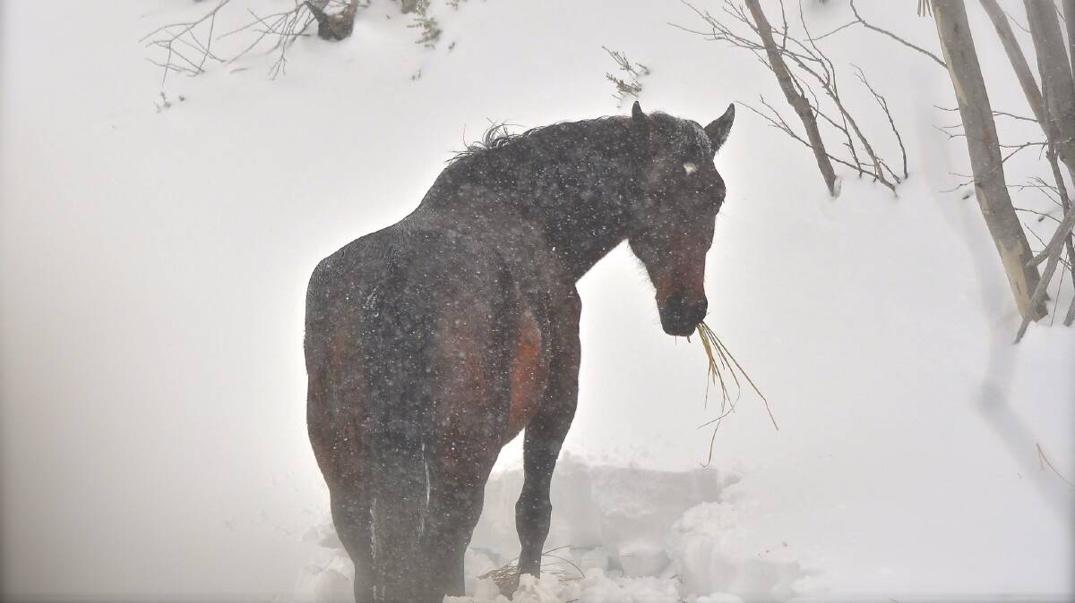 Like cows, horses also dig through the snow in search of grass and can starve if the snow levels are too deep. Picture: Brett Smith