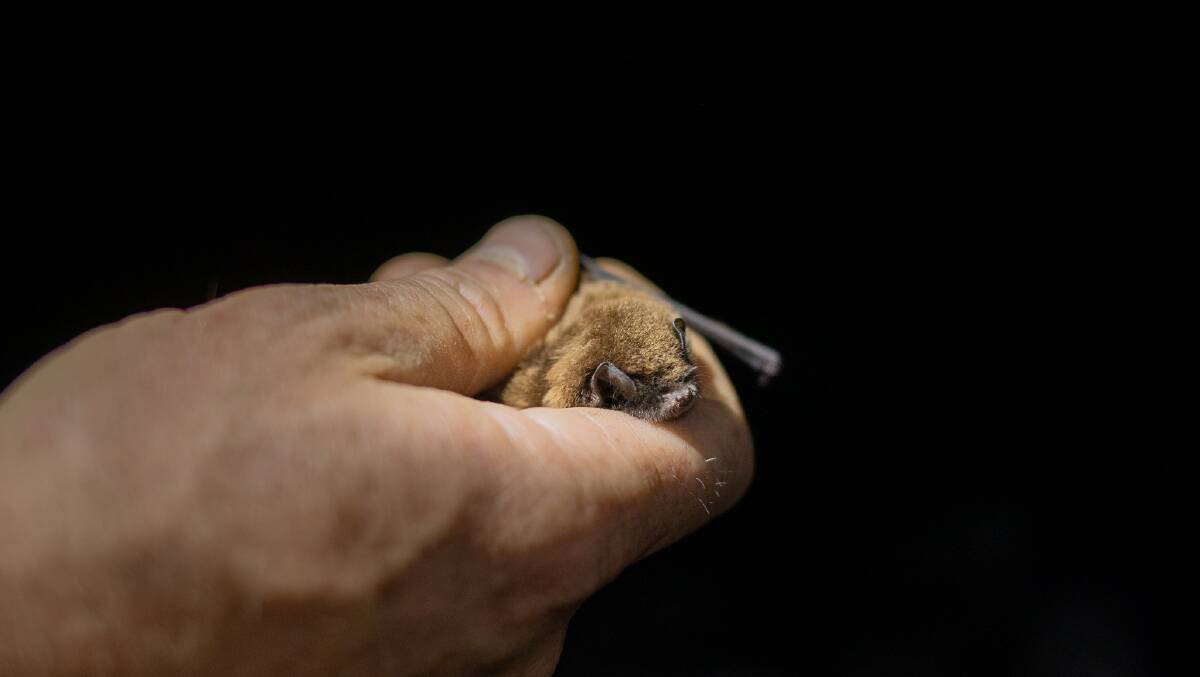 An eastern bentwing bat is about the size of a matchbox. Picture Department of Planning and Environment / NPWS