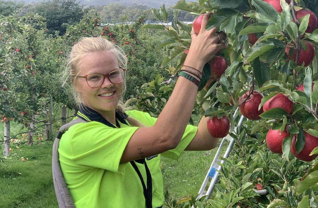 STAYING: Norwegian backpacker Sofie Tegland is one of eight backpackers still working for RW Squibb and Sons orchard at Spreyton. Picture: supplied