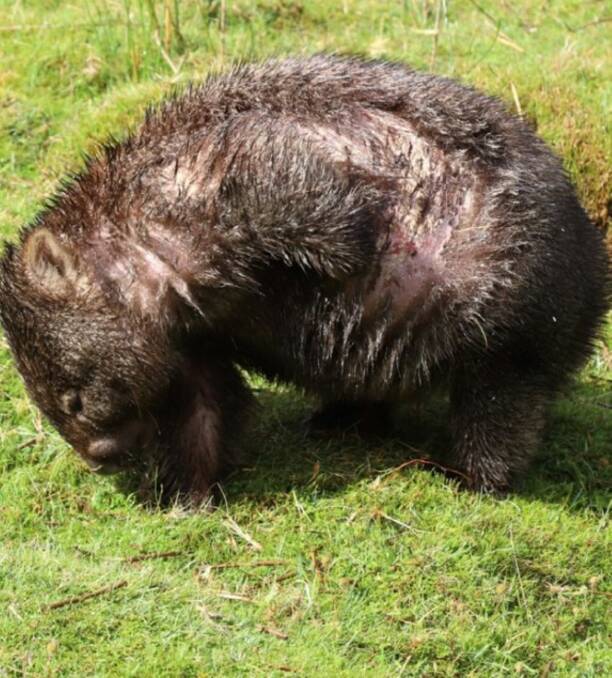 SICK: Wombats in the Cradle Mountain National Park have been discovered with mange. Picure: Wombat Warriors.