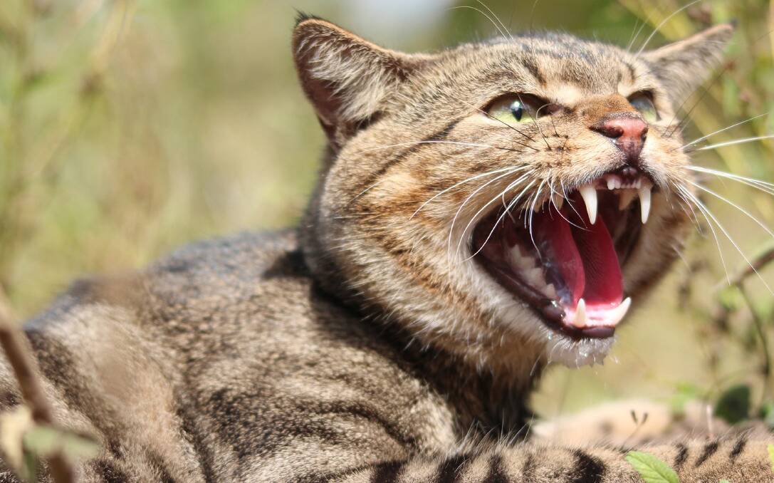 Feral cats kill 3 billion native animals every year in Australia. 
