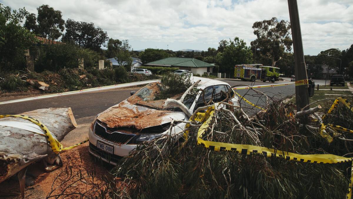 Fallen trees littered the streets of Holt after a severe thunderstorm swept through Belconnen. Picture: Dion Georgopoulos