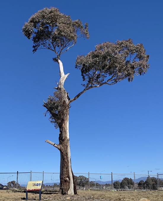 The Throsby scar tree protected from Gungahlins urban sprawl. Picture: Tim the Yowie Man