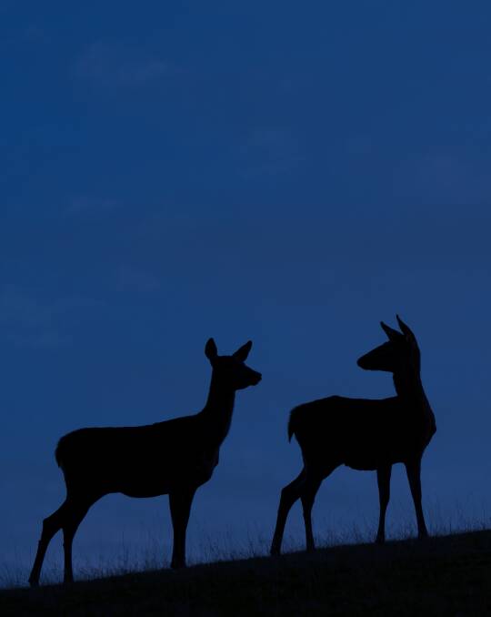 There's no denying deer cut a romantic figure under moonlight. Picture: Getty Images