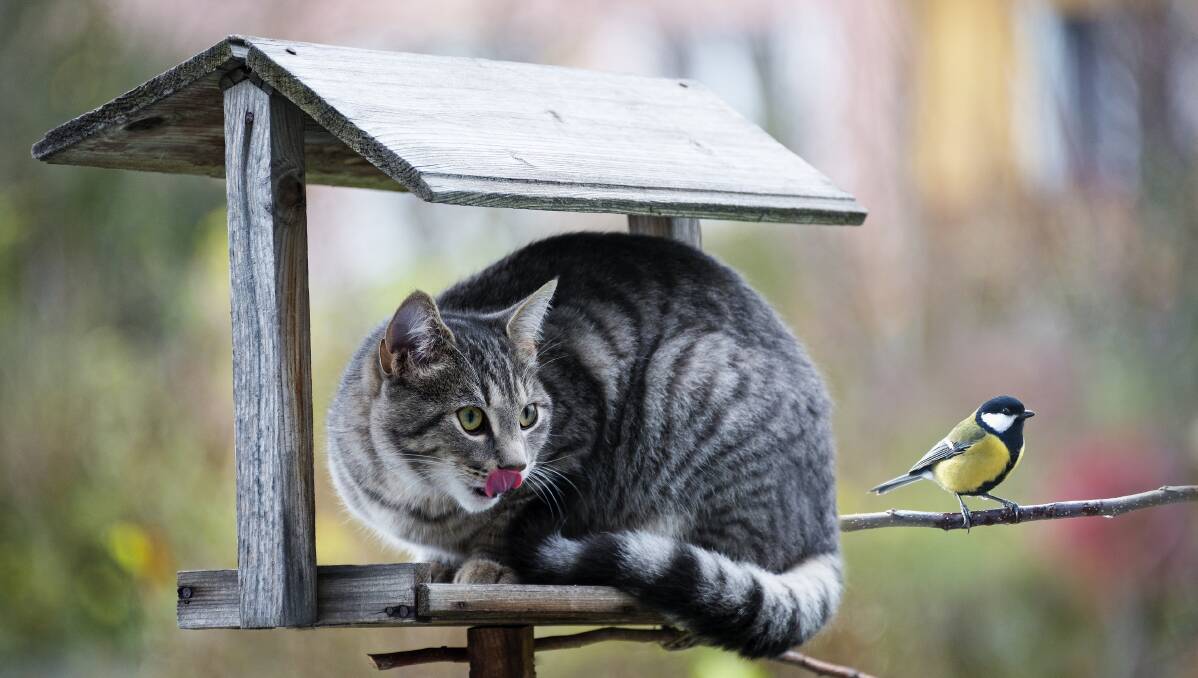 Pet cats are wreaking havoc on our wildlife. Picture: Shutterstock