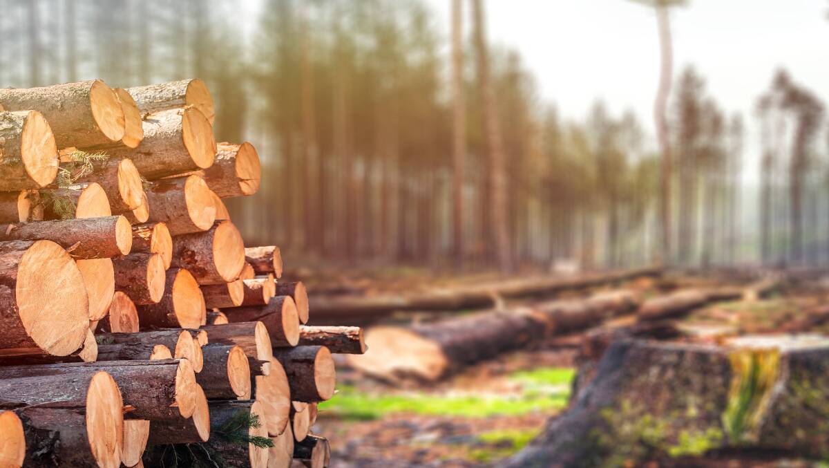 Failure to properly protect forests makes no environmental sense nor any economic sense. Picture Shutterstock