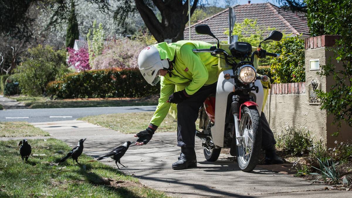 Australia Post postman John Kanard has found the best defence to swooping magpies is a muesli bar. Picture by Karleen Minney