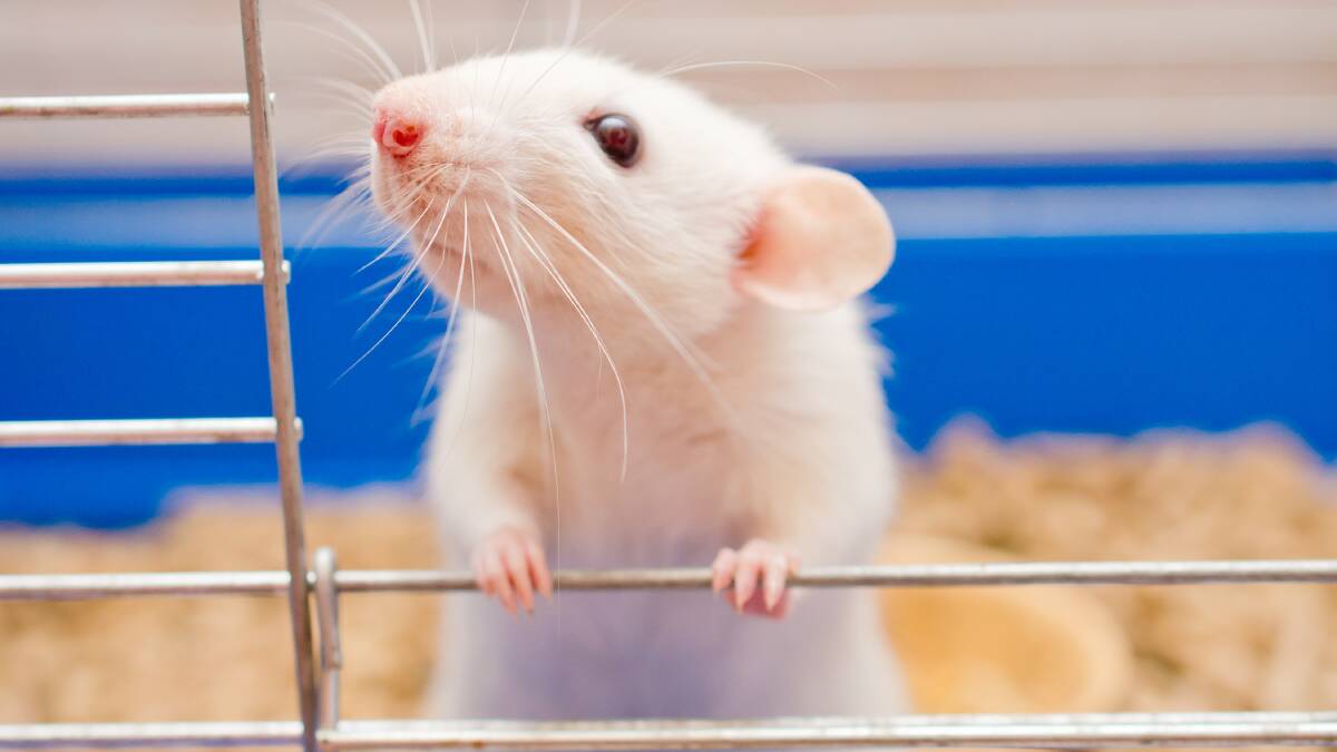 Even rats forget new skills when they're moved to an unfamiliar environment. Picture: Shutterstock