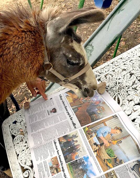 Darango the llama reads a recent column. Picture: Tracy Byron