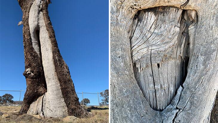 The scar on the northern side of the Throsby tree is believed to be Aboriginal in origin, and right, the more modern triangular marker of European settlers on the southern side Throsby tree. Picture: Tim the Yowie Man