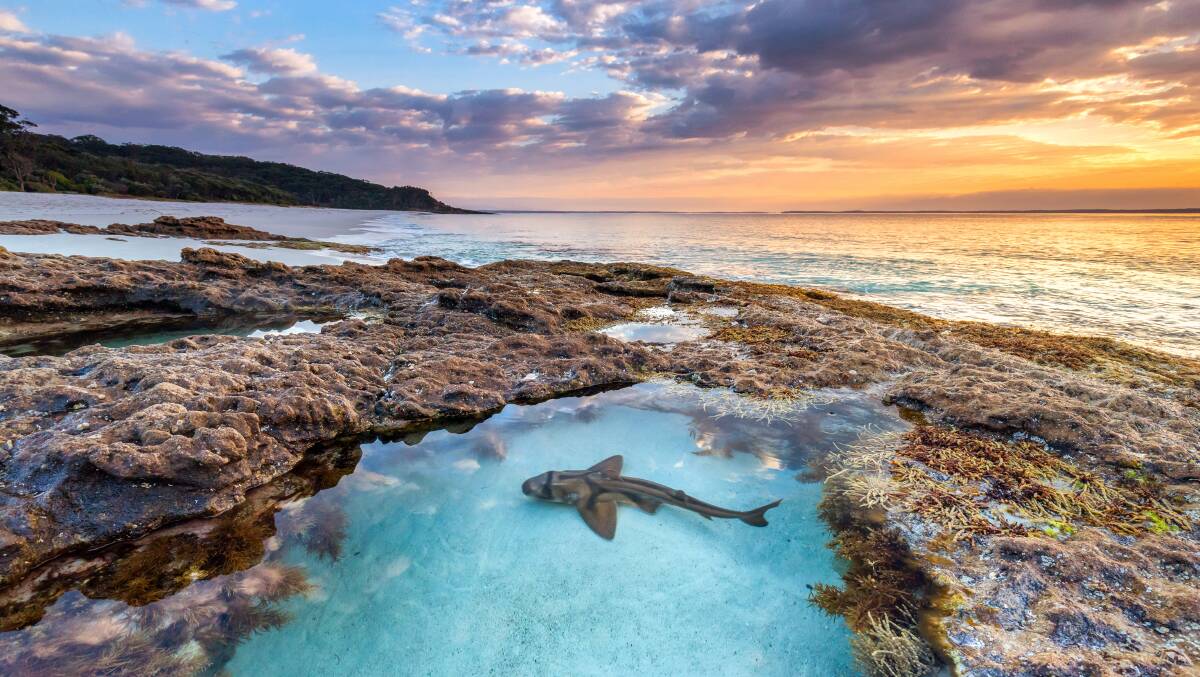 A Port Jackson Shark in the shallows of Chinamans Beach, one of 100 Beaches on the 100 Beach Challenge. Picture: Jordan Robins