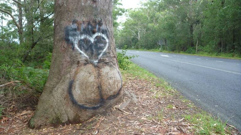 The Bum Tree on the verge of Gerroa Road in early 2014. Picture: Supplied