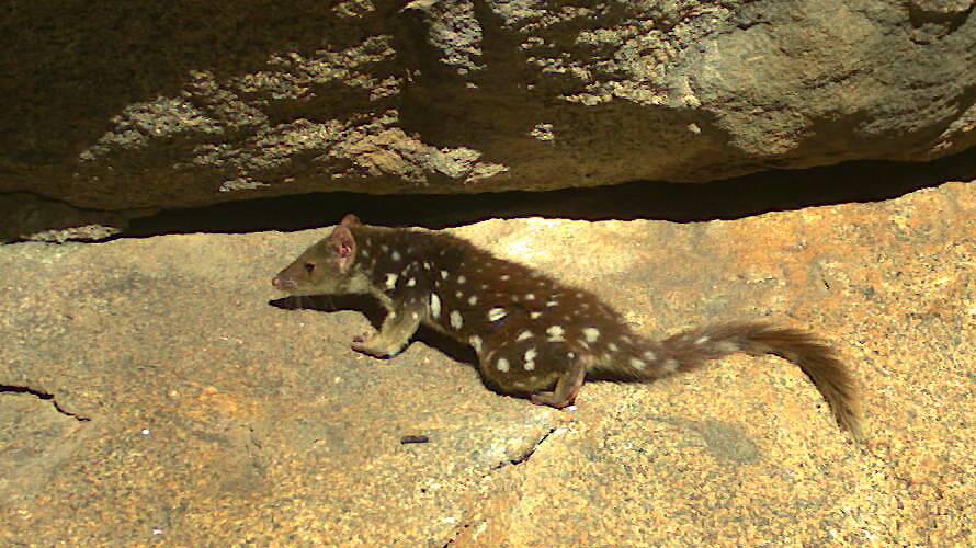 A spotted-tailed quoll is captured by one of the dozens of camera traps set on rock platforms in Byadbo Wilderness. Picture by Dr Andrew Claridge