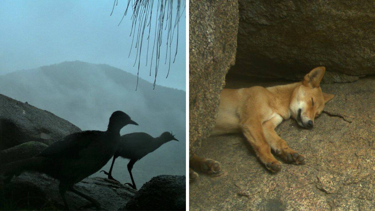 The camera traps capture evidence of other animals using the rock platforms such as lyre birds and a dingo. Pictures by Dr Andrew Claridge