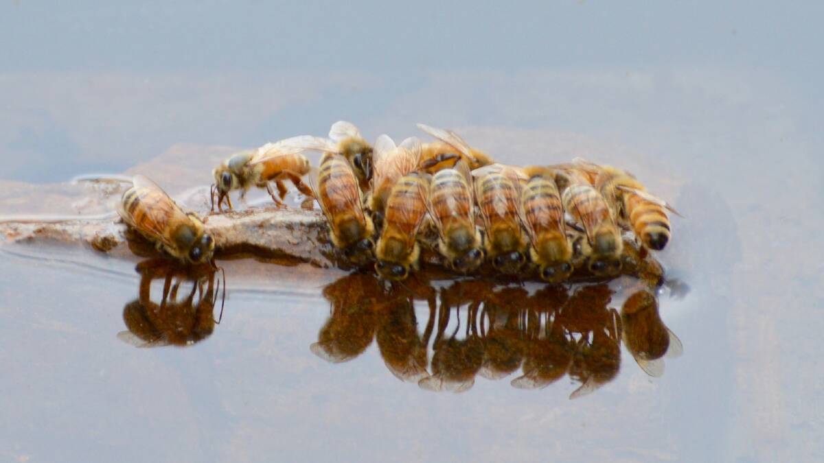 Thirsty bees on the Snowy River near Jindabyne. Picture: Karen Davidson