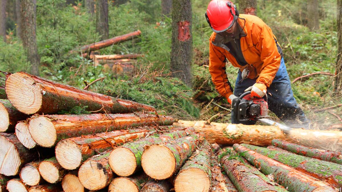 Using forest biomass for energy is now widespread. Picture: Getty Images