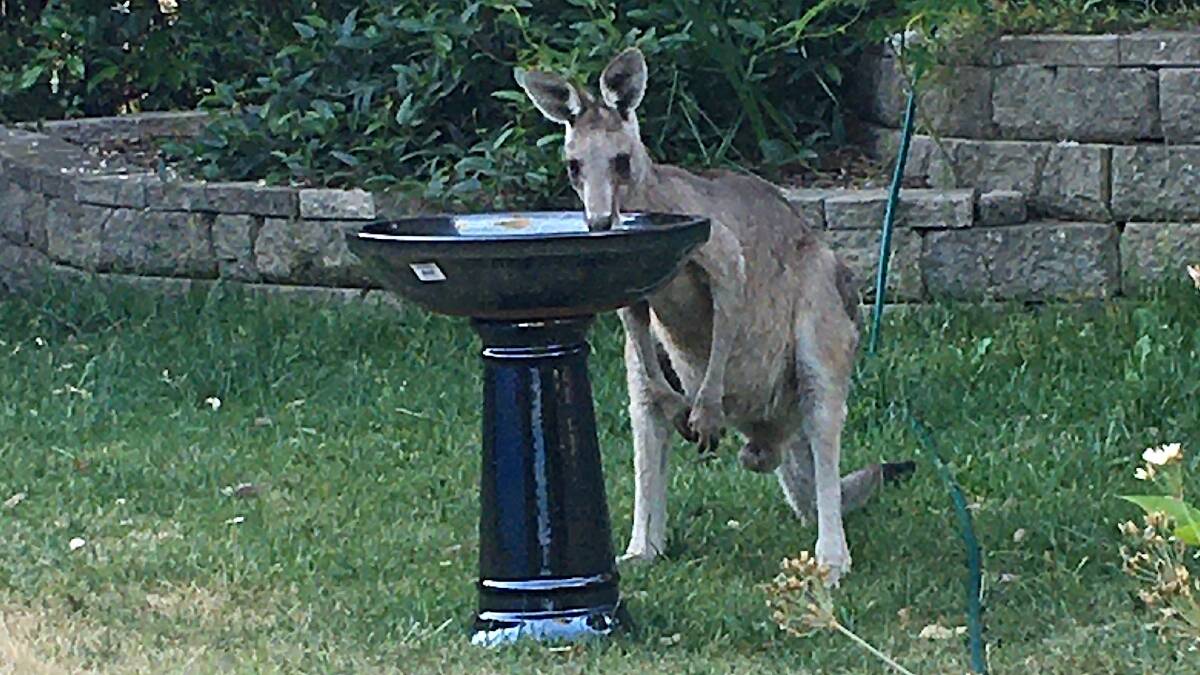 A thirsty kangaroo. Picture: Dylan Jones