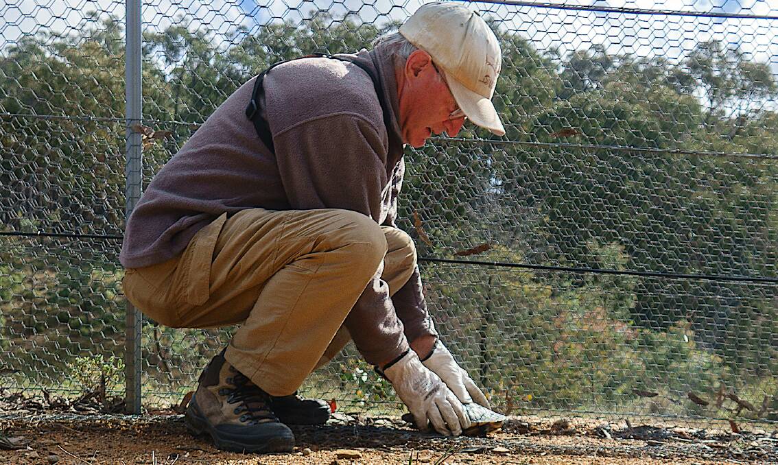 Turtle patroller Cedric Bear rescues a turtle at Mulligans Flat Woodland Sanctuary. Picture: Supplied