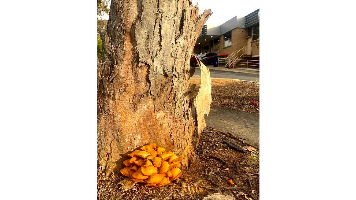 Unexpected delight in Belco. Picture: Tim the Yowie Man
