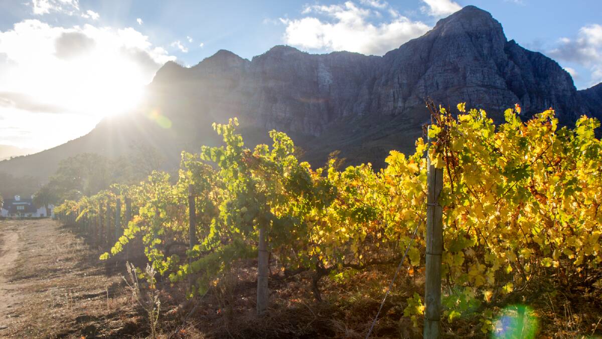 There are more than 150 wine producers in the Stellenbosch region of South Africa. Picture: Michael Turtle