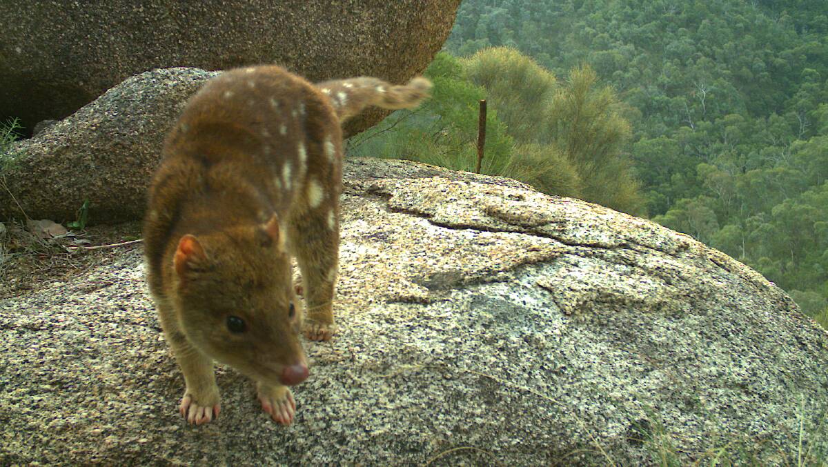 A spotted-tailed quoll is captured by one of the dozens of camera traps set on rock platforms in Byadbo Wilderness. Picture by Dr Andrew Claridge