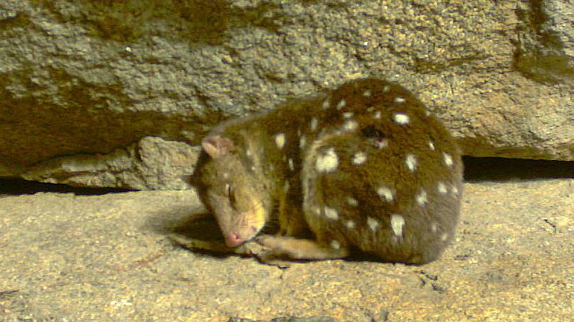 A spotted-tailed quoll enjoys a nap on one of the rock platforms in Byadbo Wilderness. Picture by Dr Andrew Claridge