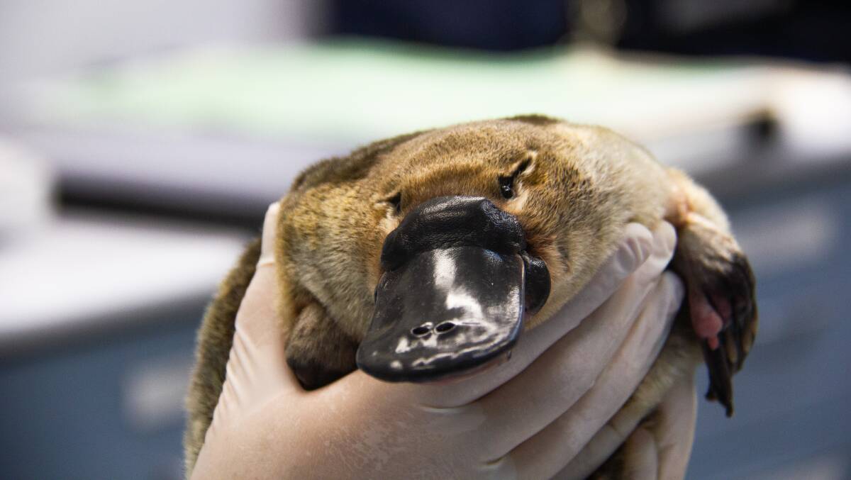 A platypus preparing to return to Tidbinbilla Nature Reserve from Taronga Zoo. Picture: ACT government. 
